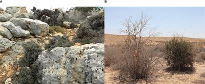 The history of olive cultivation in the southern Levant